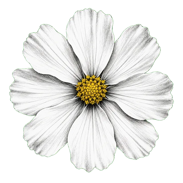 A white engraved cosmos opening around Mr. Mustard, with a mustard-yellow center.