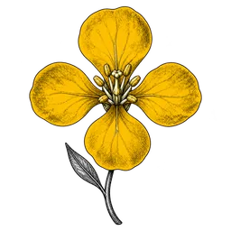Mr. Mustard, the yellow mustard blossom that represents your Studio companion.