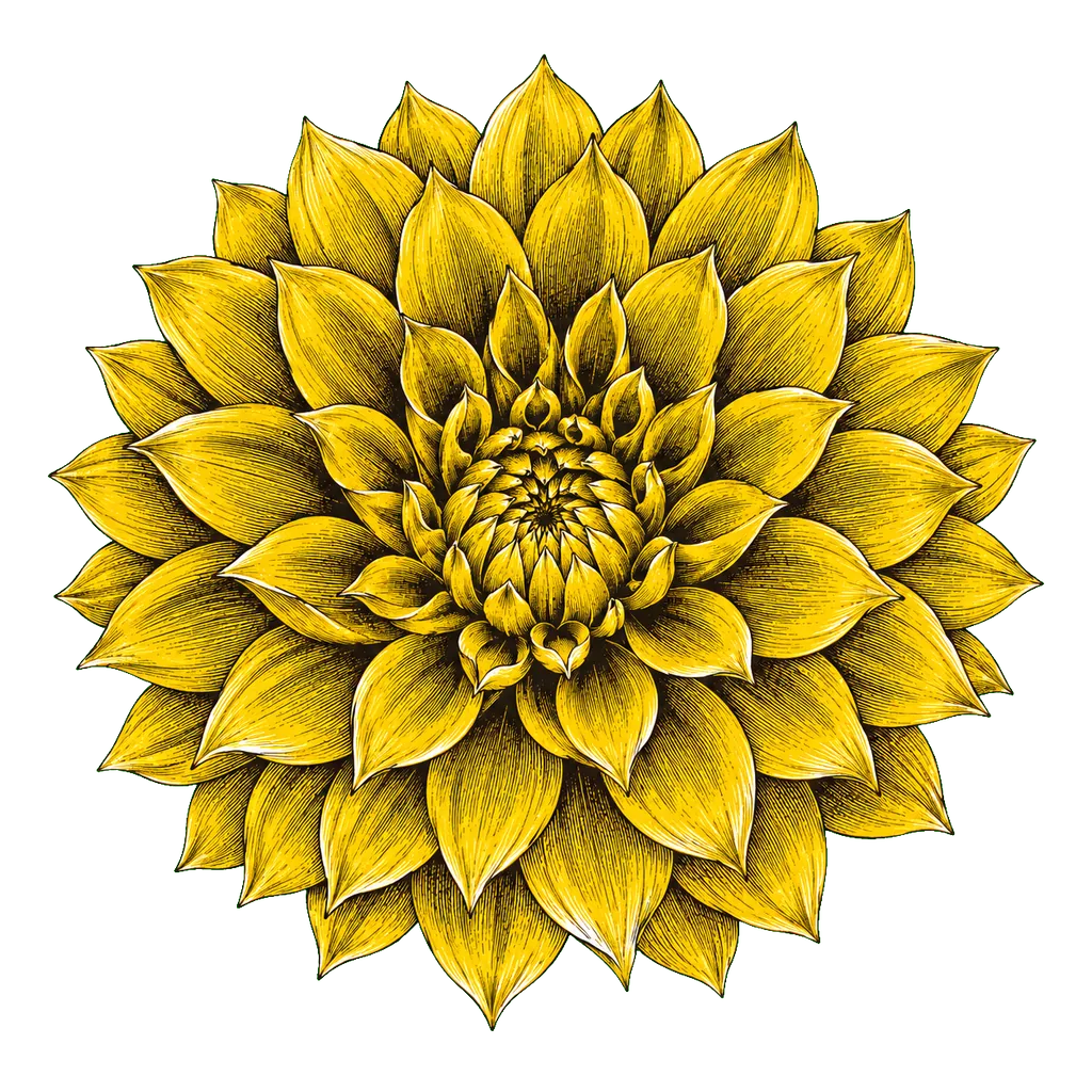 An engraved mustard dahlia opening beside the investment introduction.